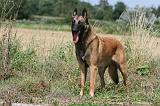 MALINOIS 962